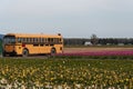 A shot of school bus in the middle of flower fields with violet tulips, white and yellow narcissus / daffodil flowers at the Royalty Free Stock Photo