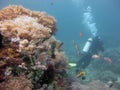 Shot of a scuba diver wearing diving suit, fins and equipment swimming near coral reefs and fish Royalty Free Stock Photo