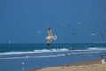 Seagull in flight against a background of blue skies Royalty Free Stock Photo