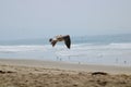 Seagull in flight at the beach other blue water Royalty Free Stock Photo