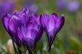 Shot of several purple crocuses growing in a meadow in the sunlight. The petals shine brightly. In the background a meadow