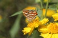 Common silverline butterfly on a yellow flower Royalty Free Stock Photo