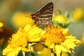 Shot silverline butterfly on a yellow flower Royalty Free Stock Photo