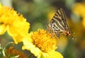 Shot silverline butterfly on a yellow flower Royalty Free Stock Photo