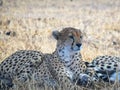 Shot of a sleepy cheetah in shade at tarangire national park Royalty Free Stock Photo