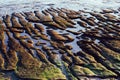 Shot of slippery stones covered in moss at the coastline in Cascais, Estoril, Portugal Royalty Free Stock Photo