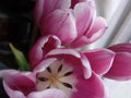 A shot of some blooming pink and white tulips, Torbay, Torquay, Devon,UK