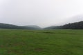 Shot of a spacy grassy field with coniferous trees and hills in the background during mist