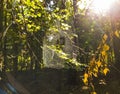 Shot of the spider web in the woods. Nature Royalty Free Stock Photo