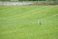 Shot of a stork sitting in the middle of the meadow, RhÃÂ´ne Valley, Chablais, Switzerland