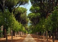 Shot of the straight walkway next to beautiful trees during a sunny day