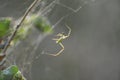 Strange green jungle spider in the grasslands