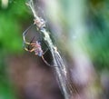 Shot of a stunning Seychelles palm spider perched in its web in Mahe Seychelles Royalty Free Stock Photo