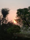 Sun behind the overgrown vegetation.