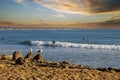 A shot of surfers riding waves in the vast blue ocean water near the pier with seagulls standing on rocks along the beach Royalty Free Stock Photo