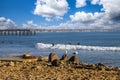 A shot of surfers riding waves in the vast blue ocean water near the pier with seagulls standing on rocks along the beach Royalty Free Stock Photo