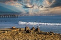 A shot of surfers riding waves in the vast blue ocean water near the pier with seagulls standing on rocks along the beach Royalty Free Stock Photo