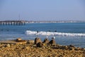 A shot of surfers riding waves in the vast blue ocean water near the pier with seagulls standing on rocks along the beach Royalty Free Stock Photo