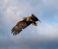 White Tailed Sea Eagle searching a Loch