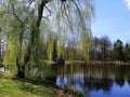 Shot of a tall half green tree next to a pond in Jelenia GÃÂ³ra, Poland.