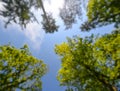 Shot of tall trees framing the sky in the middle. Bright green tree tops vertical on blue sky background. The forest trees tops Royalty Free Stock Photo