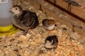 Shot of three cute little turkeys (poults) in a wooden box with water and sawdust wood chips Royalty Free Stock Photo