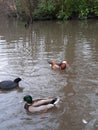 A shot of three water birds on a lake, Stover Country Park, Devon, UK