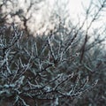Shot of a tree in winter, with its delicate branches covered with frost