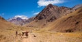 Mules transporting trekking equipment to the base camp on Aconcagua, Andes, Argentina Royalty Free Stock Photo