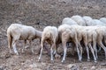 Shot of trimmed sheep drinking water from metal water container Royalty Free Stock Photo