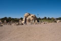 Shot of TURTLE HOUSE El Gouna in El Gouna, Red Sea, Egypt, Africa