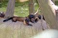 Shot of two adorable Tufted capuchin brown monkies laying on a rock