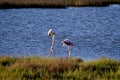 Shot of two American Flamingos drinking water in the Ebro Delta, view from the back