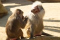 Shot of two baboons in a zoo Royalty Free Stock Photo