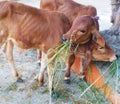 Shot of two calves eating green forage