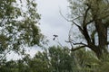 Shot of two crows sitting on the tree branches in the park, lush trees in the background