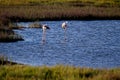 Shot of two cute American flamingos hunting fish in the water of the Ebro Delta