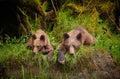 Shot of two cute bears lying on the wet grass at daytime