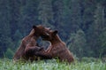 Shot of two cute bears in their natural habitat