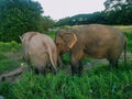 Shot of two elephants pasturing in a grassy field