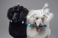 Cheerful couple poodle dogs posing against gray background