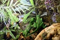 Shot of two green lizards on the Aqua-terrarium / Paludarium Royalty Free Stock Photo