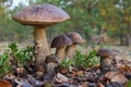 Unique picture of a big family of six birch boletes Leccinum scabrum mushrooms, known as the rough-stemmed bolete, or scaber sta