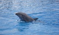 Lovely dolphines valencia spain Royalty Free Stock Photo