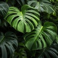 shot of a vibrant Monstera Deliciosa plant, showcasing its large, lush leaves and intricate patterns by AI generated