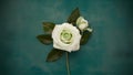 shot Vintage shabby chic green rose background texture evokes retro charm Royalty Free Stock Photo