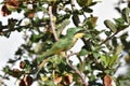 Bee eater camouflaged in bush