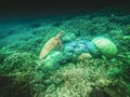 Shot of a water tortoise living its best life under the beautiful underwater world Royalty Free Stock Photo
