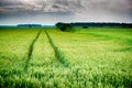 Shot of a wheat field.