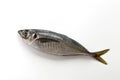 Whole picture of fresh horse mackerel Royalty Free Stock Photo